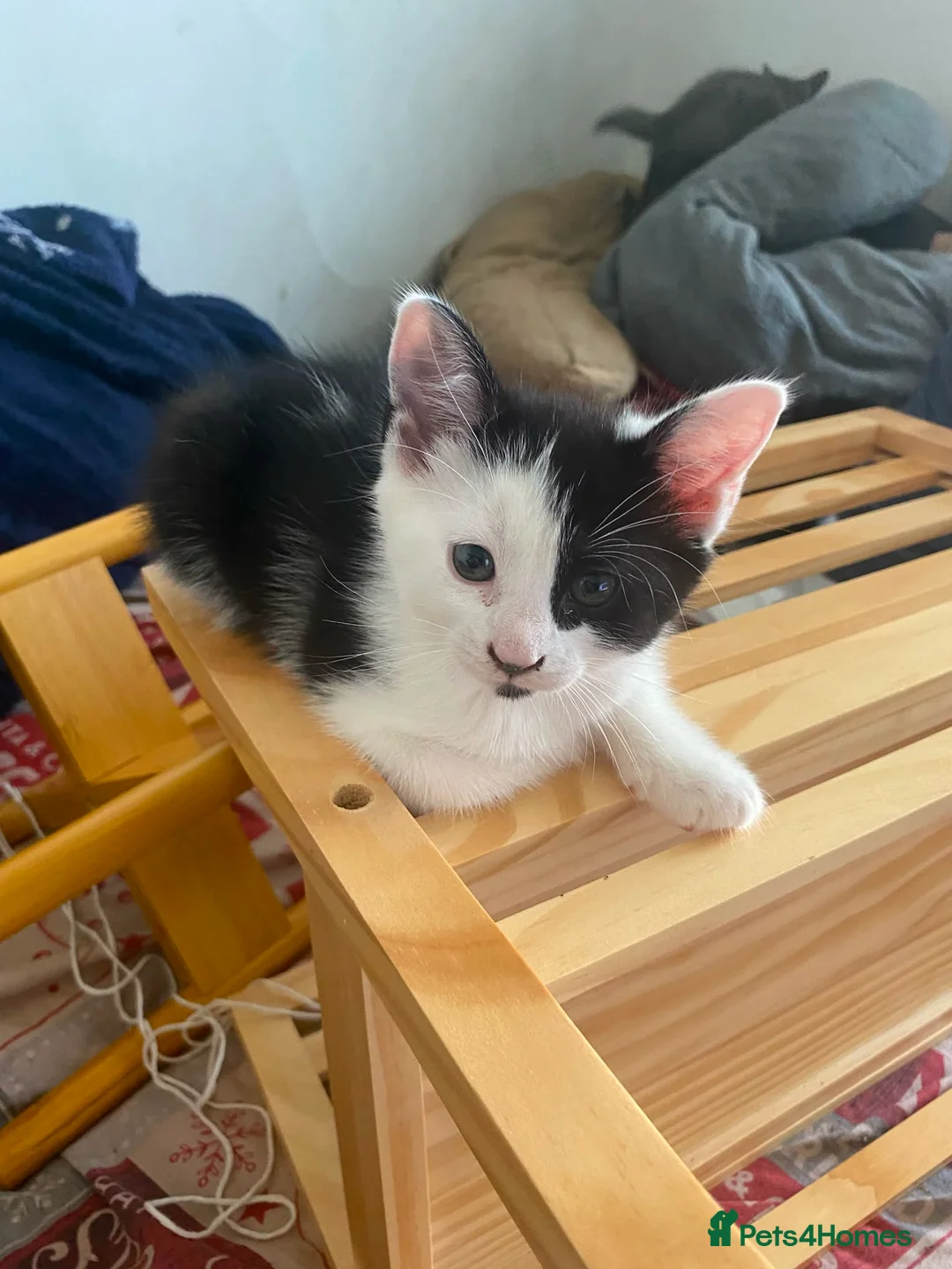 Mixed Breed cats for sale: Loving Homes Wanted for 3 Beautiful Kittens - Advert 5