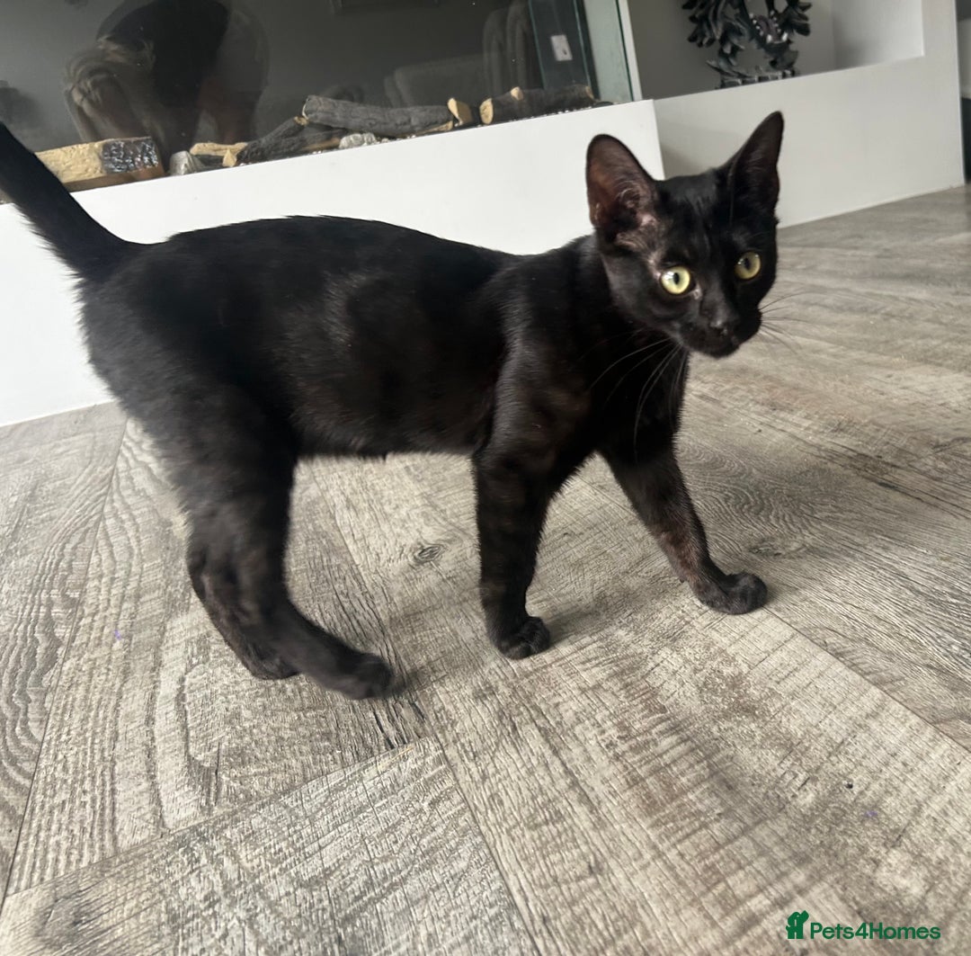 Bengal cats for sale: Two adorable Blue/Melanistic Bengal Kittens TICA  in Benfleet - Image 23