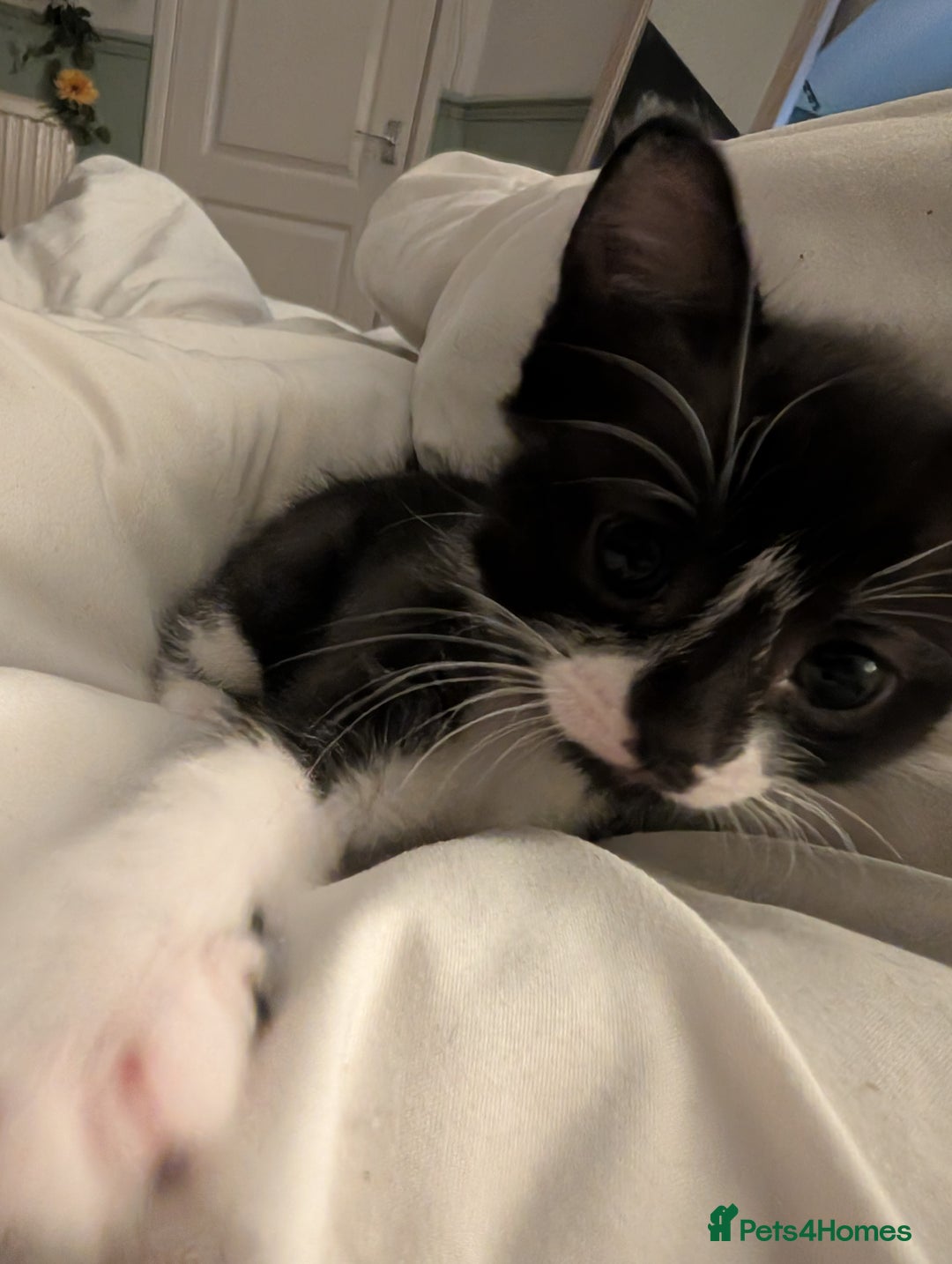 Mixed Breed cats for sale: Cuddly Female Kitten - Advert 5