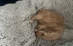 Cockapoo dogs for sale: Cockapoo Hypoallergenic F2B Pups - Full jabs - Image 8