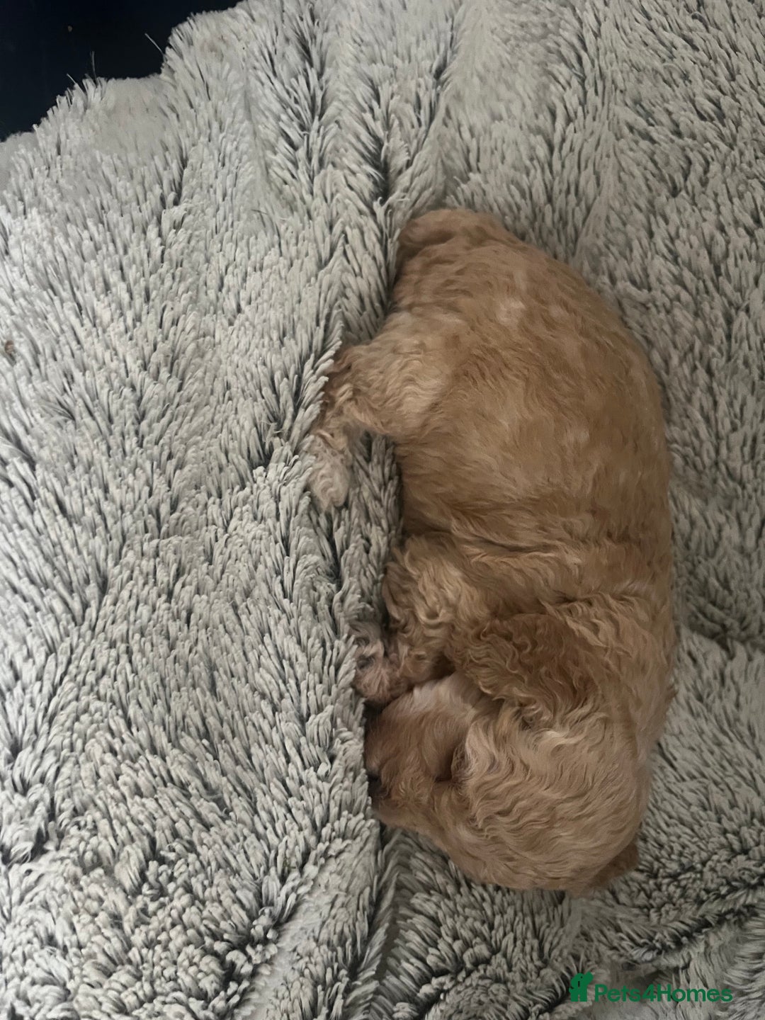 Cockapoo dogs for sale: Cockapoo Hypoallergenic F2B Pups - Full jabs - Image 8