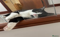 Mixed Breed cats for sale: Looking for a good home  - Image 3