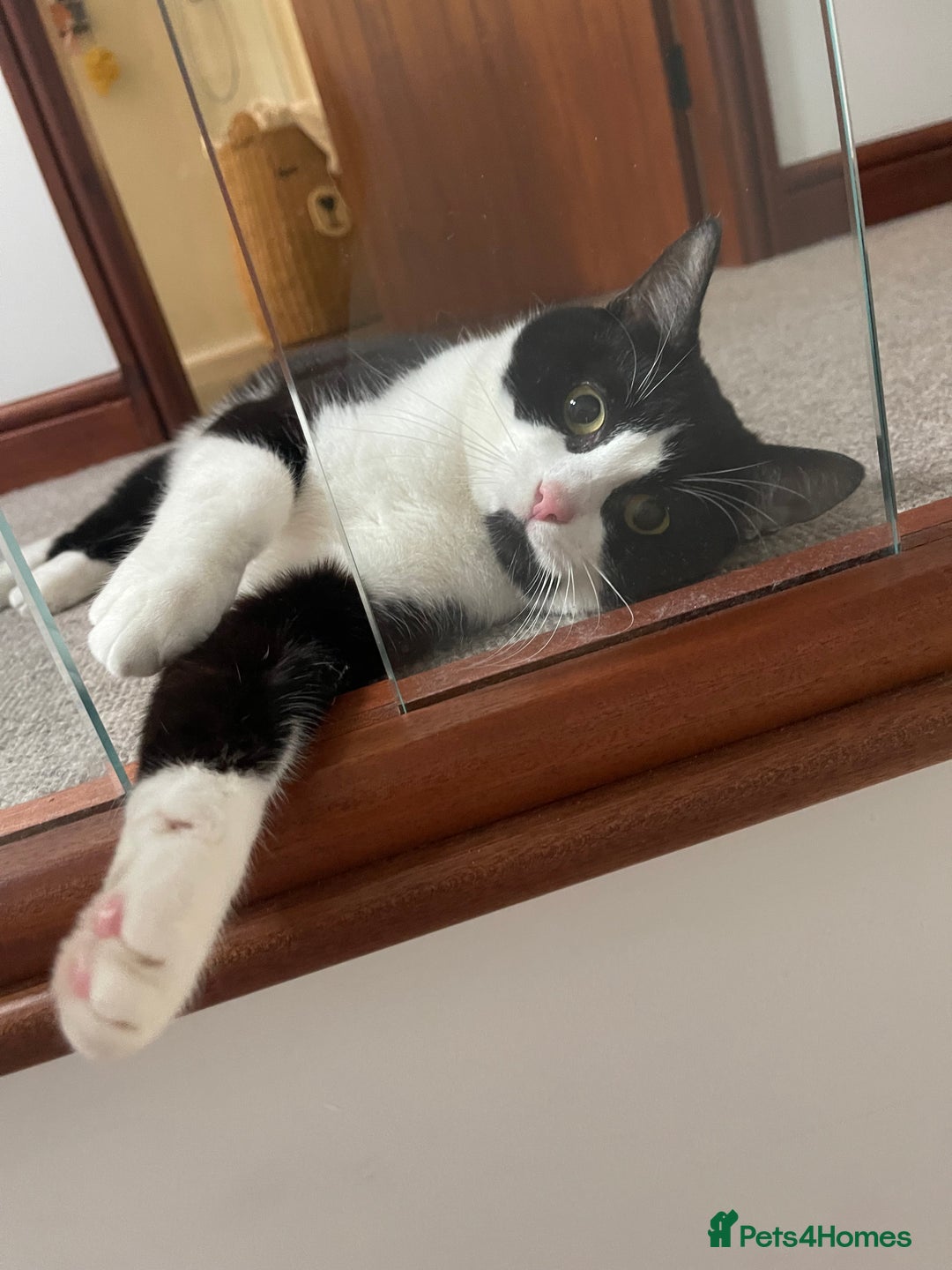 Mixed Breed cats for sale: Looking for a good home  - Image 3