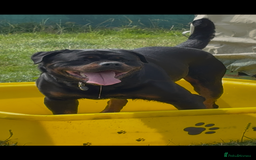 Rottweiler dogs for stud: LARGE STUNNING HEALTH TESTED KC STUD in Cardiff - Image 1