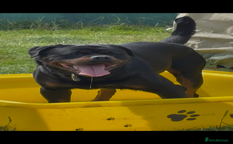 Rottweiler dogs in Cardiff - Advert 2