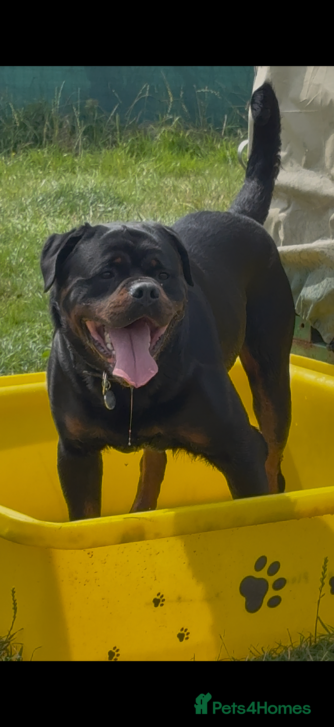Rottweiler dogs for stud: LARGE STUNNING HEALTH TESTED KC STUD in Cardiff - Image 1