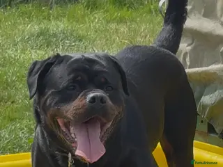 Rottweiler dogs STUNNING HEALTH TESTED KC STUD in Cardiff - Advert 4