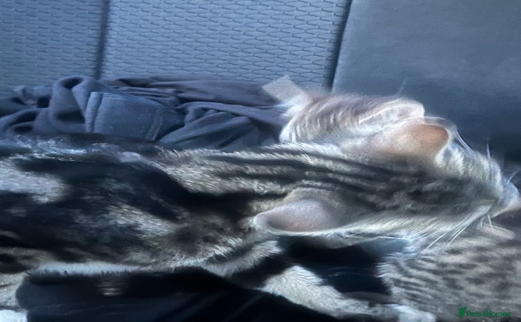 Domestic Shorthair cats - Advert 14