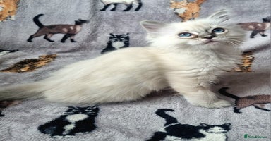 Ragdoll cats - Advert 7