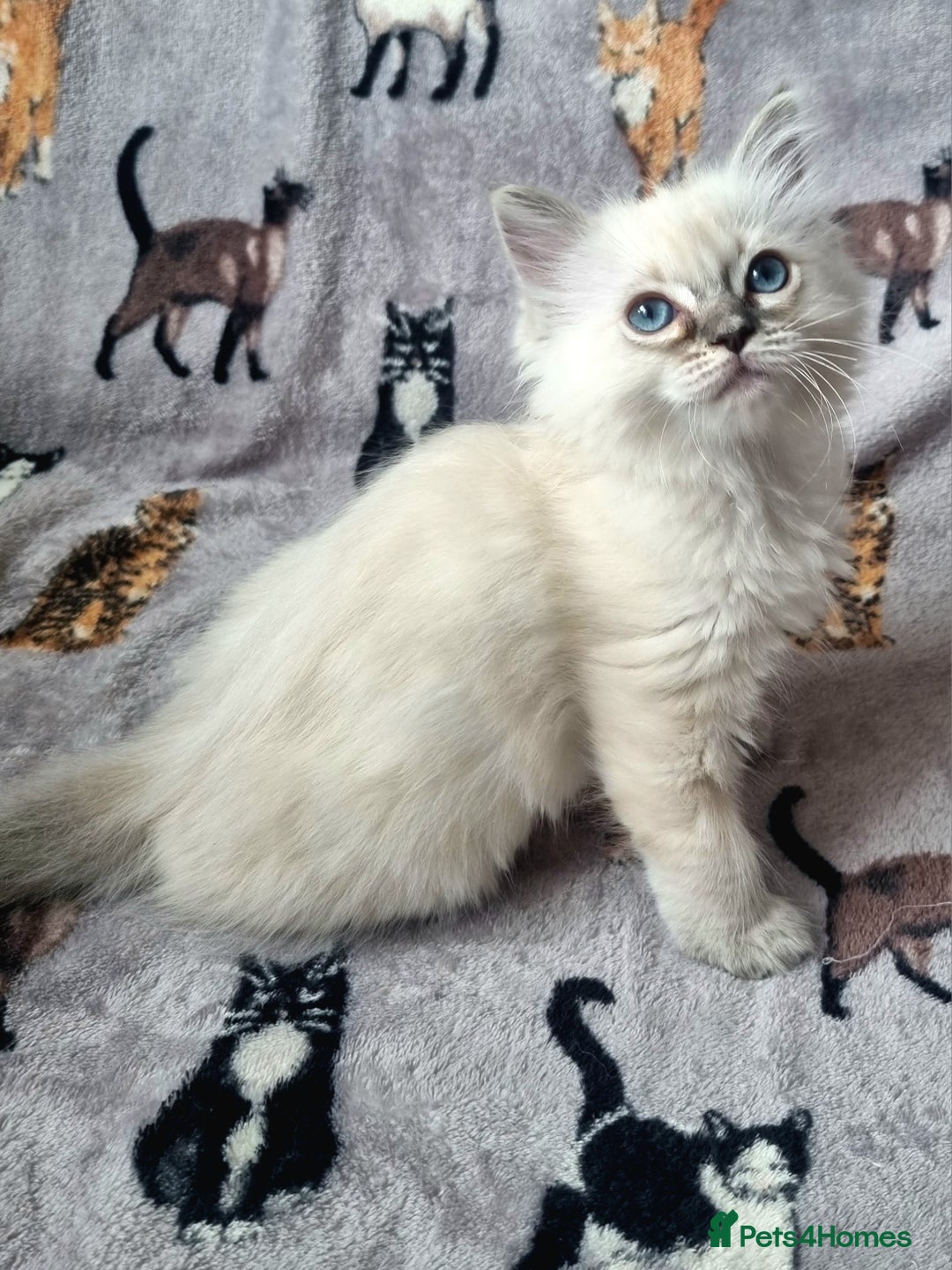 Ragdoll cats for sale: Ready Now Last Ragdoll Girl DNA tested  - Image 2