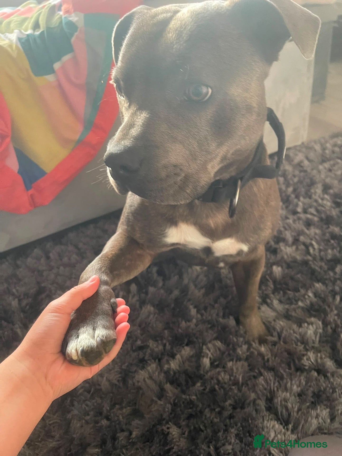 Staffordshire Bull Terrier dogs Bruno - Advert 2
