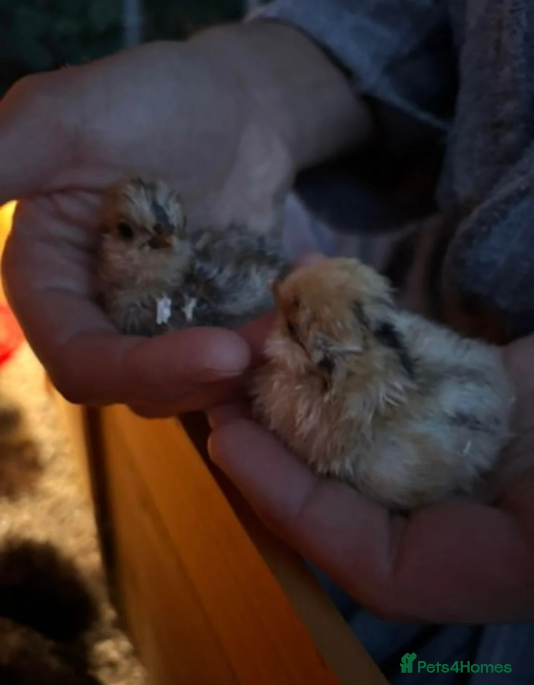 Chickens poultry for sale: 🐣 SILKIE FERTILISED HATCHING EGGS 🐣 - Advert 2