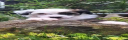 Chinese Crested dogs for sale: Chinese crested puppies kc in Market Rasen - Advert 7