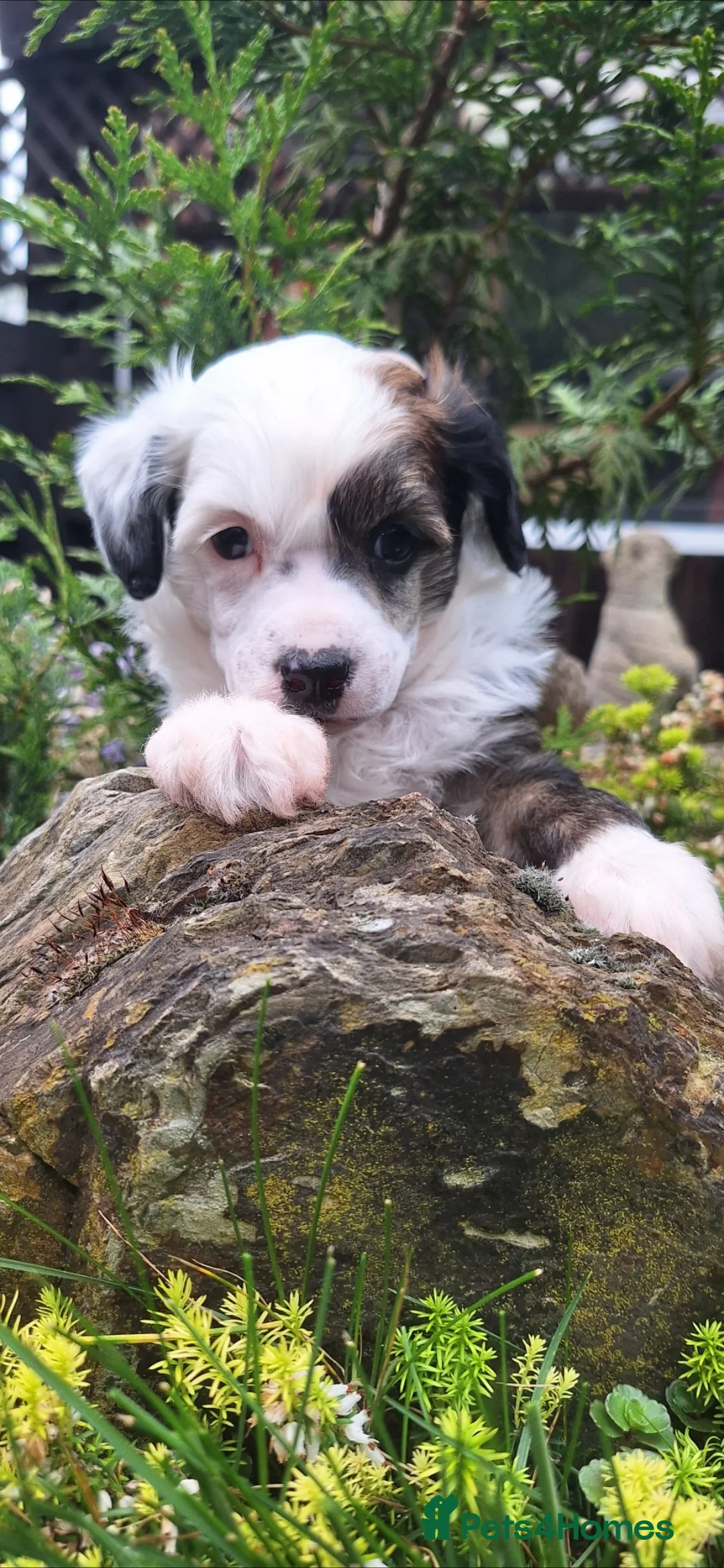 Chinese Crested dogs for sale: Chinese crested puppies kc in Market Rasen - Advert 7
