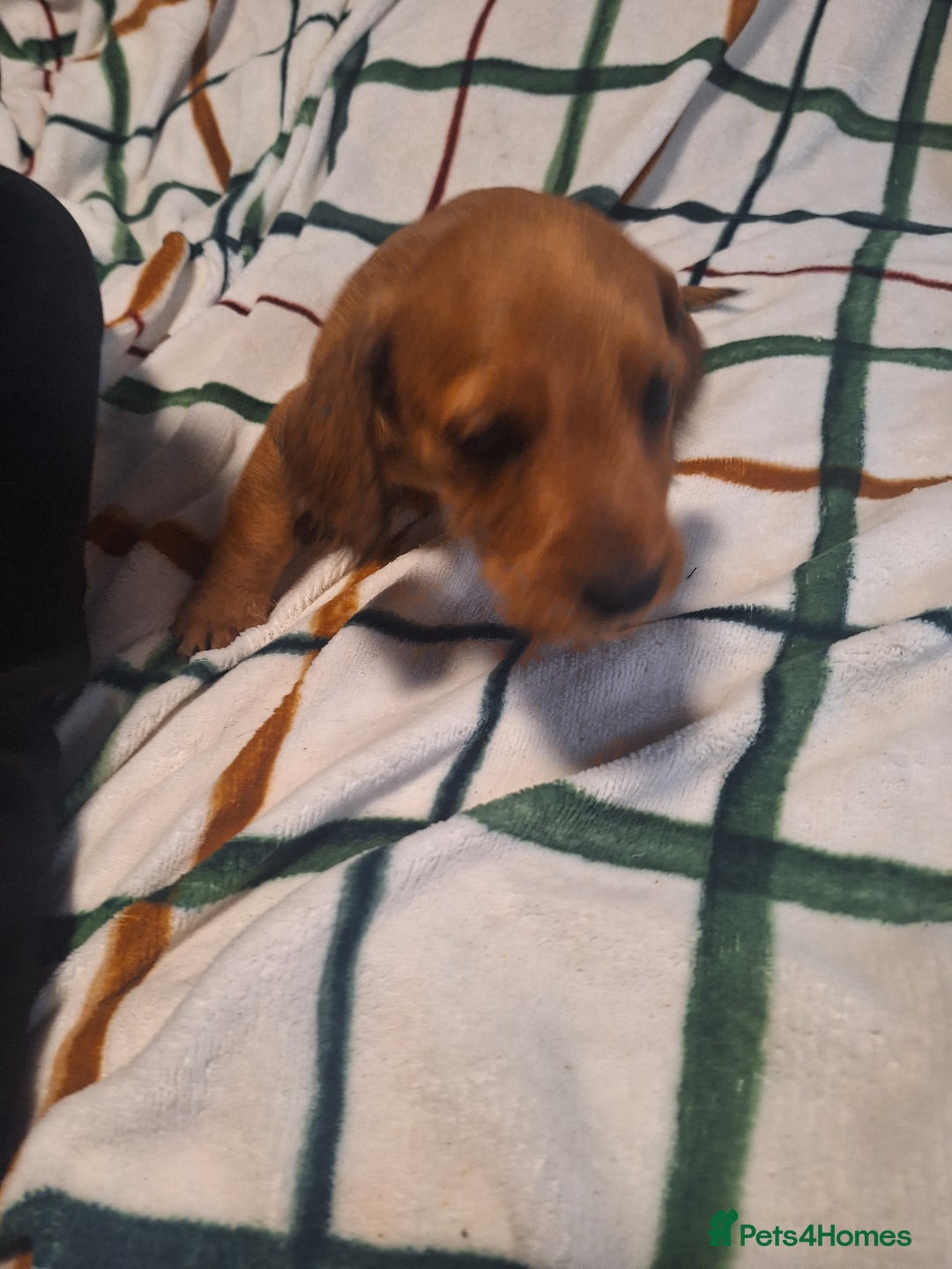 Mixed Breed dogs for sale: Beautiful dachshund mix puppies  - Image 4