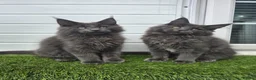 Maine Coon cats for sale: Outstanding gccf pet registered babies  - Advert 8