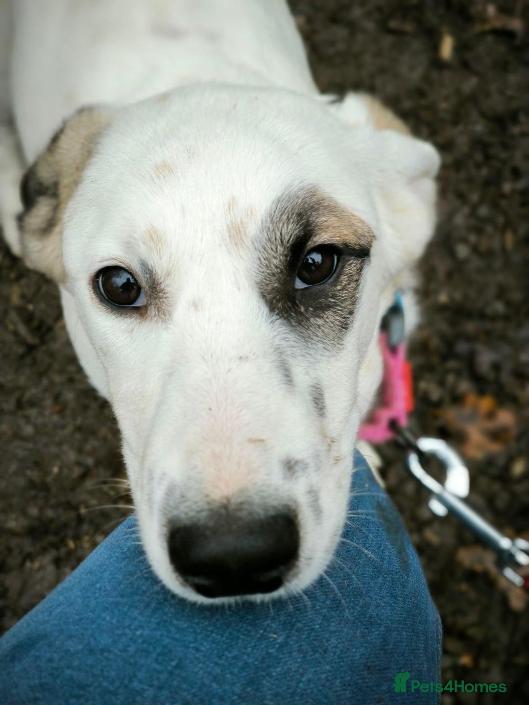 Mixed Breed dogs for adoption: 💖🐶 PLIAMKA 🐶💖 - Advert 11