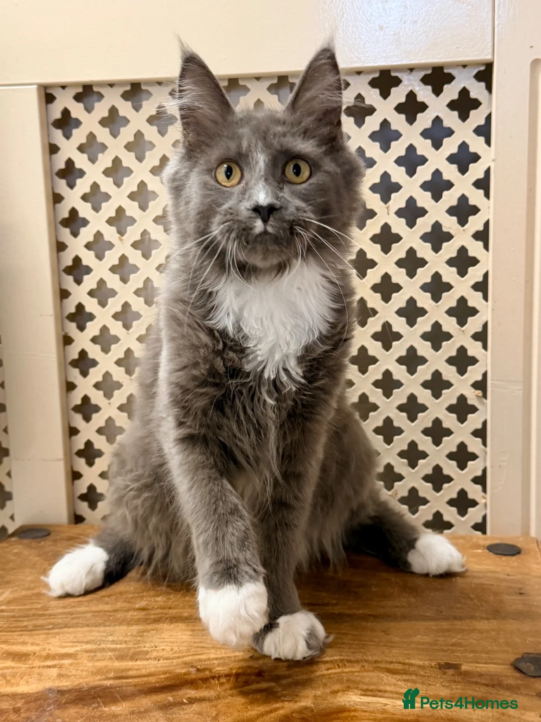 Maine Coon cats for sale: 💙 BLUE MAINE COON BOY *PARENTS HEALTH TESTED* 💙 - Advert 2
