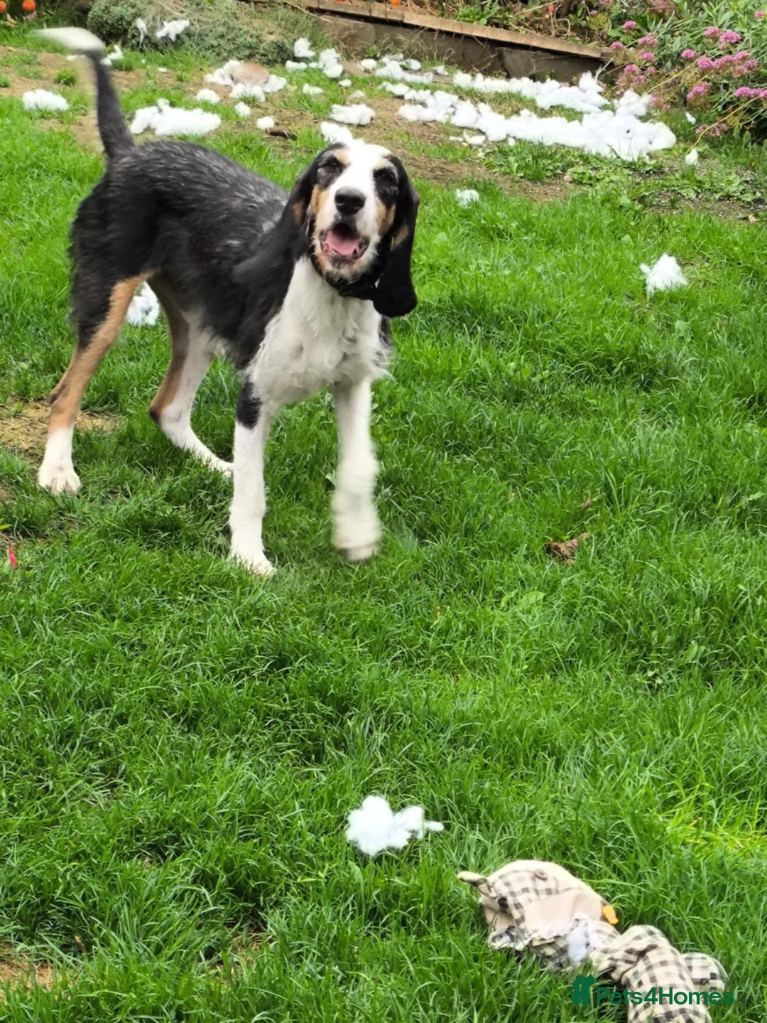 Mixed Breed dogs for adoption: Bonny - playful Griffon for adoption - Image 27