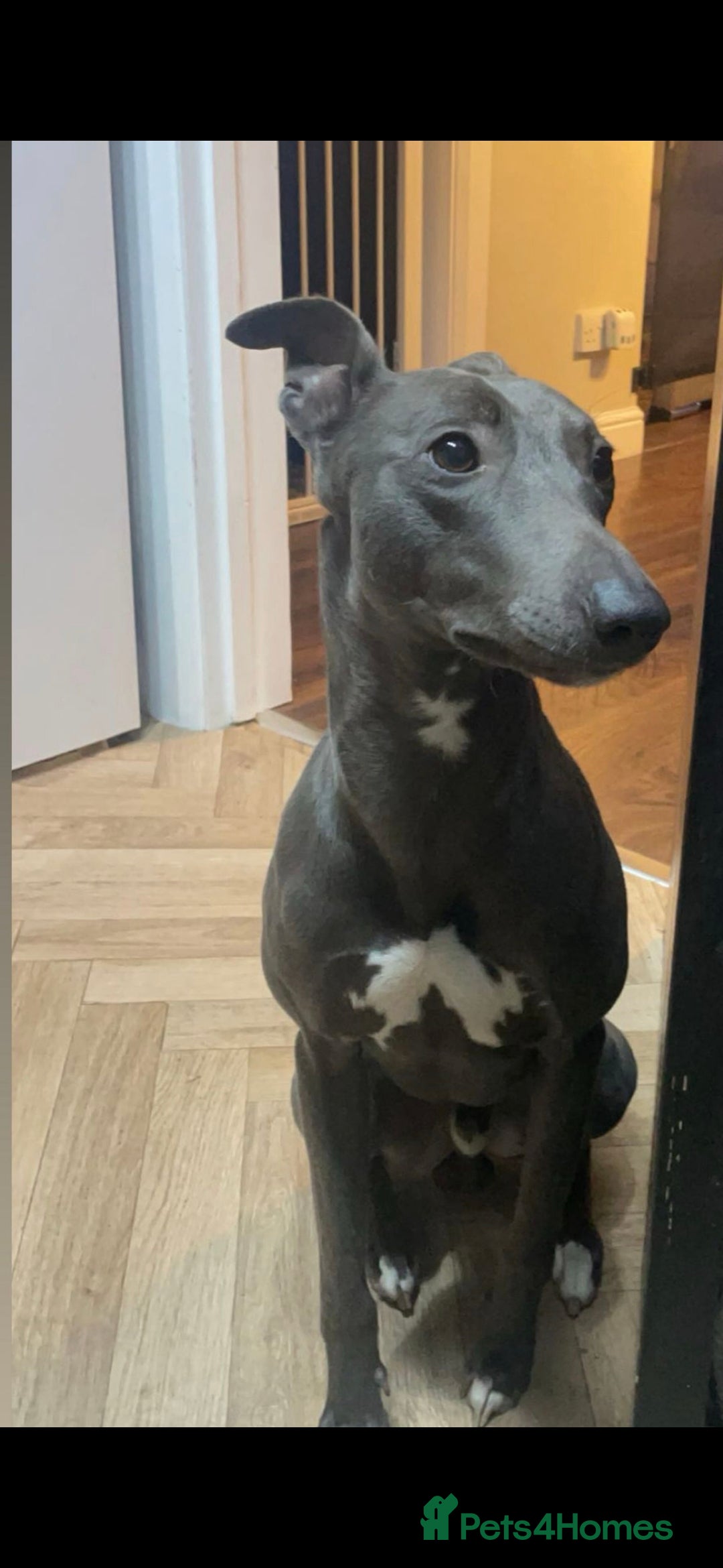 Mixed Breed dogs Whippet/Lurcher  - Advert 1