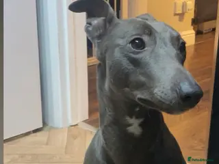 Mixed Breed dogs Whippet/Lurcher - Advert 12