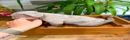 English Bulldog dogs for sale: Fabulous colours healthy bulldog puppies  - Advert 5