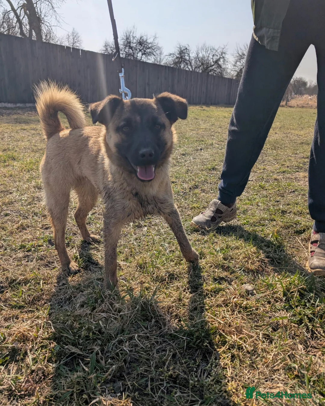 German Shepherd dogs for adoption: 🐾 DANA – Female German Shepherd 🐾 in West Malling - Advert 1