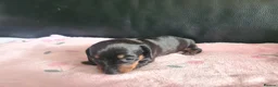 Miniature Dachshund dogs for sale: 1 girl 3 boys Miniature Dachshund pups in Pontefract - Advert 8