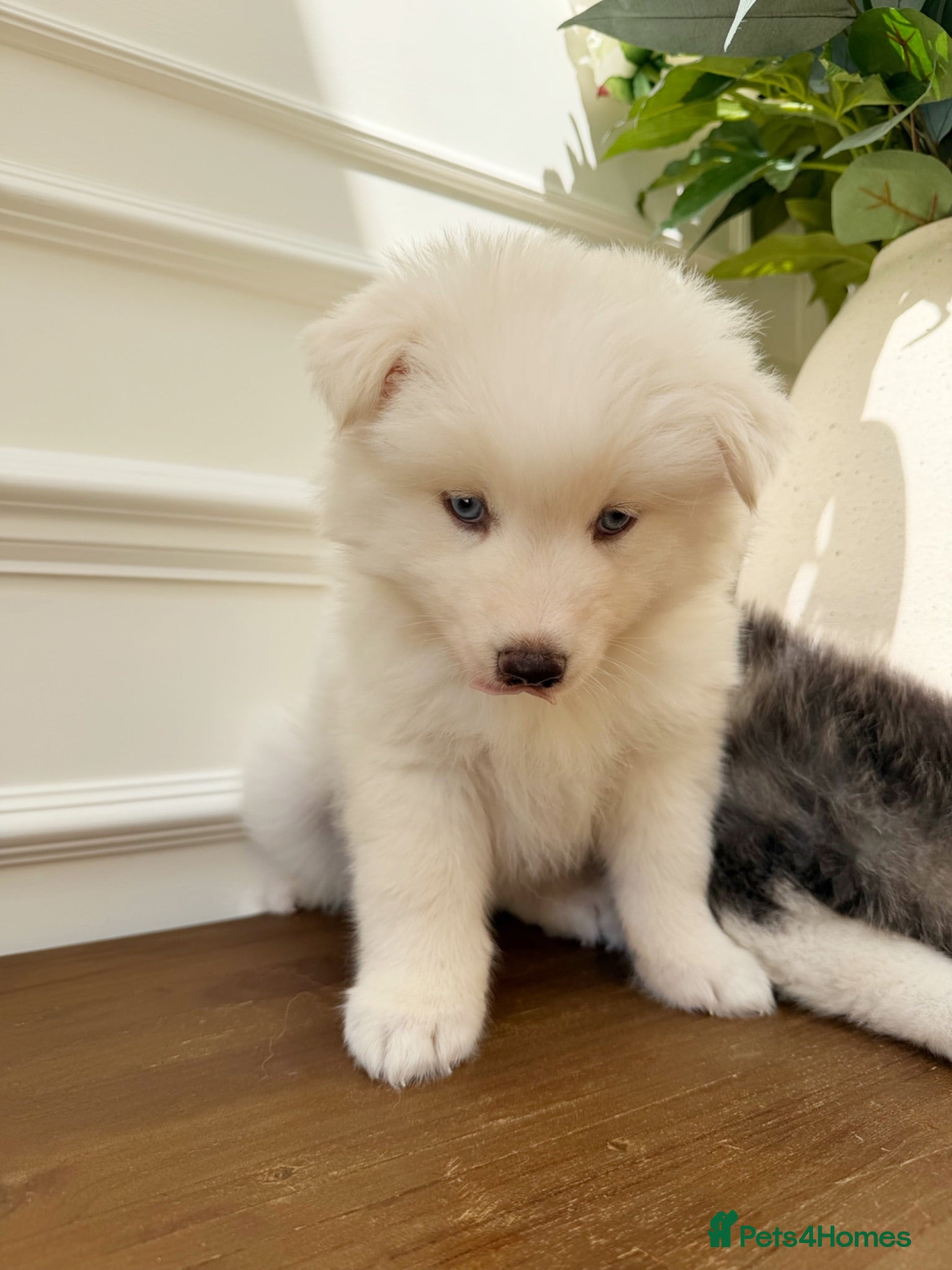 Pomsky dogs Stunning Blue Eyed Pomskies in London - ready  - Advert 2