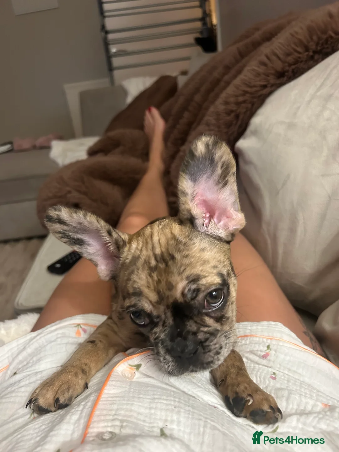 French Bulldog dogs for sale: 3 month old French bull dog  in Liverpool - Advert 5