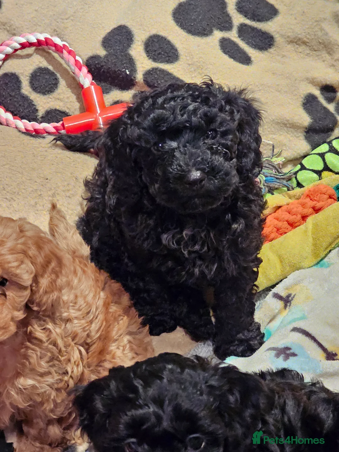Cockapoo dogs for sale: Cockerpoo F1b Pups for sale (Ready to be rehomed) - Advert 33
