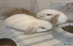 Mini Lop rabbits for sale: 🐰 Beautiful Mini Lop Bunnies 🐰 - Image 3