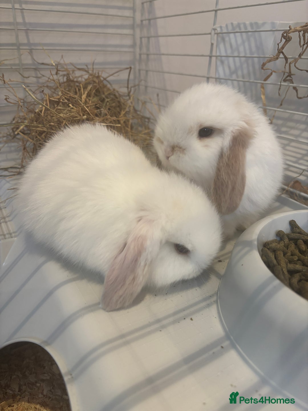 Mini Lop rabbits for sale: 🐰 Beautiful Mini Lop Bunnies 🐰 - Image 3