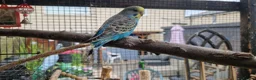 Budgerigars birds for sale: Budgies available 9 weeks old £45 each - Advert 2