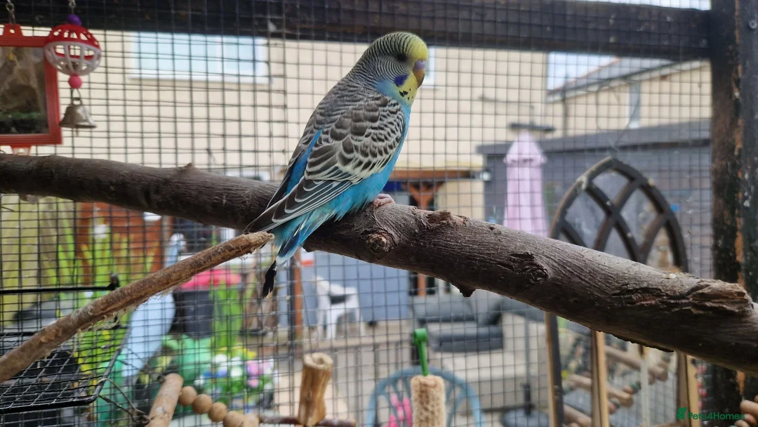 Budgerigars birds for sale: Budgies available 9 weeks old £45 each - Advert 2