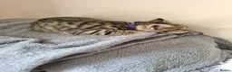 Bengal cats for sale: Kittens x bengal READY TO LEAVE  - Advert 9