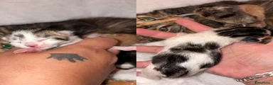Mixed Breed 2