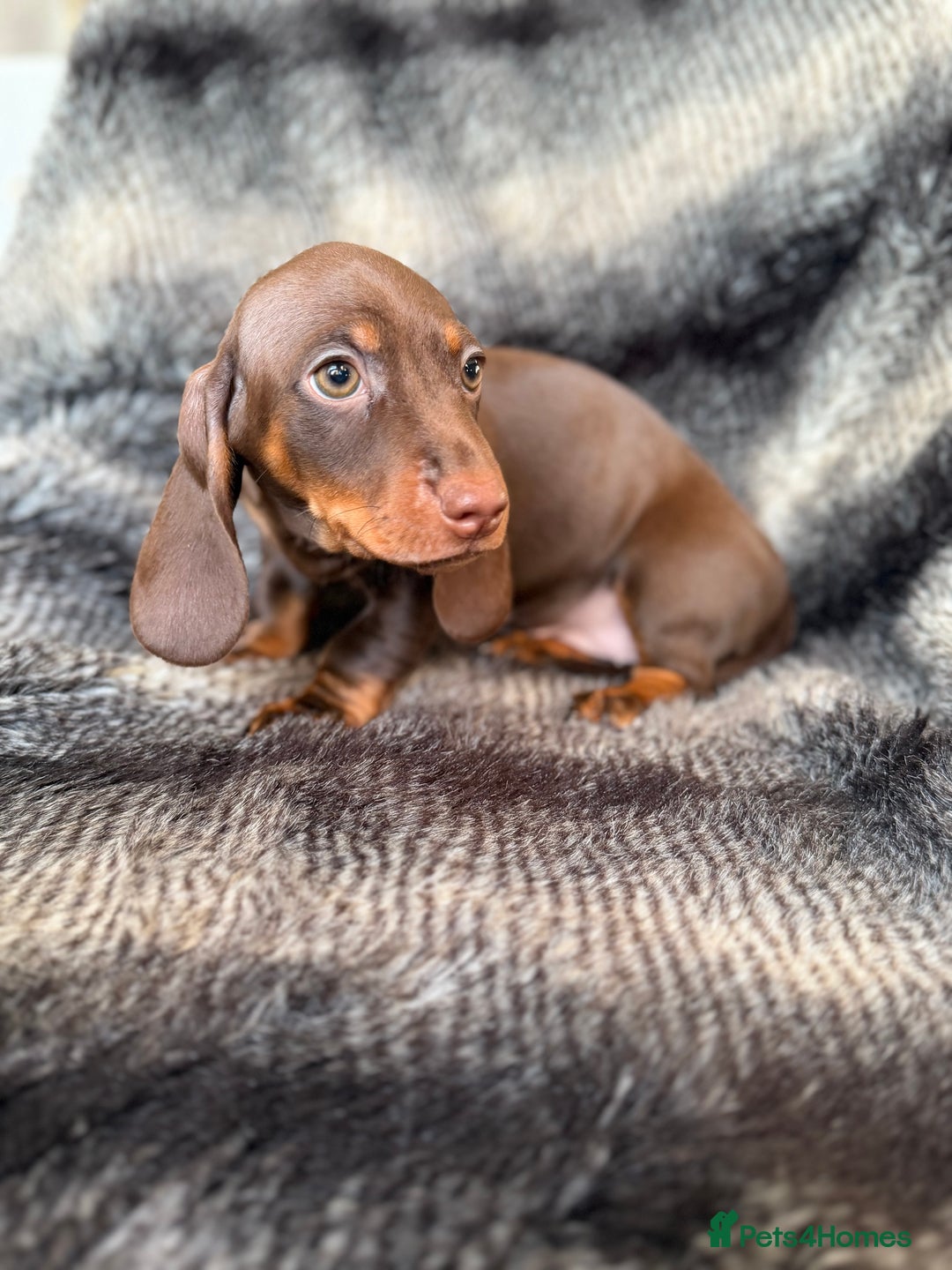 Miniature Dachshund dogs for sale: KC Registered Miniature Shorthaired Dachshund - Advert 10