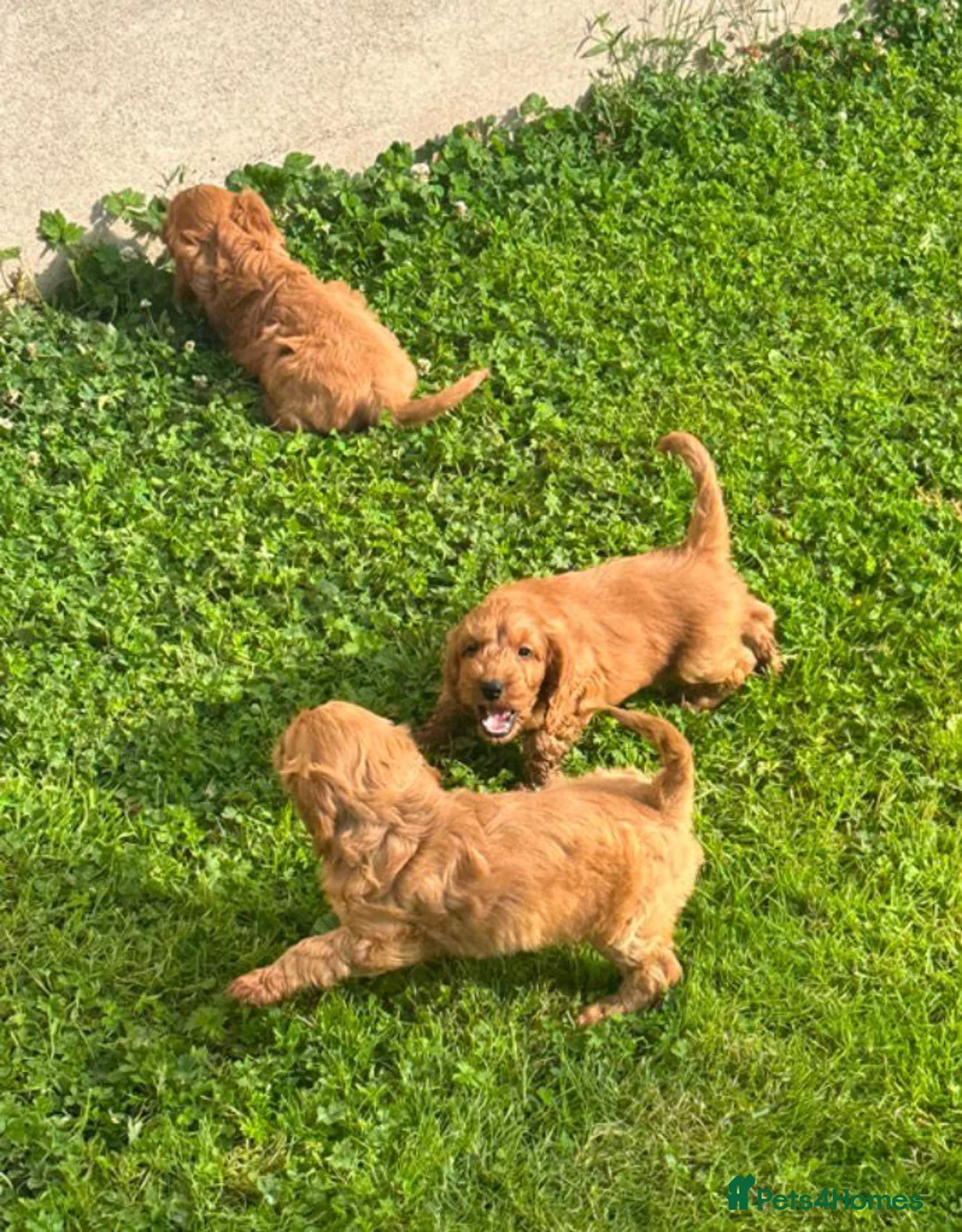 Cockapoo dogs for sale: Cockapoo Puppies Show Type - Advert 2