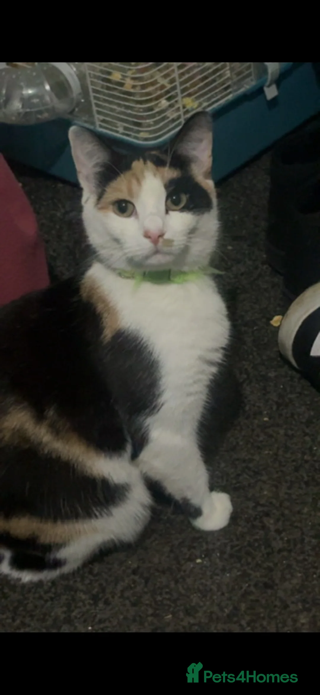 Mixed Breed cats for sale: 04 Cats  - Advert 2