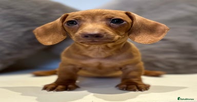 Miniature Dachshund dogs - Advert 4