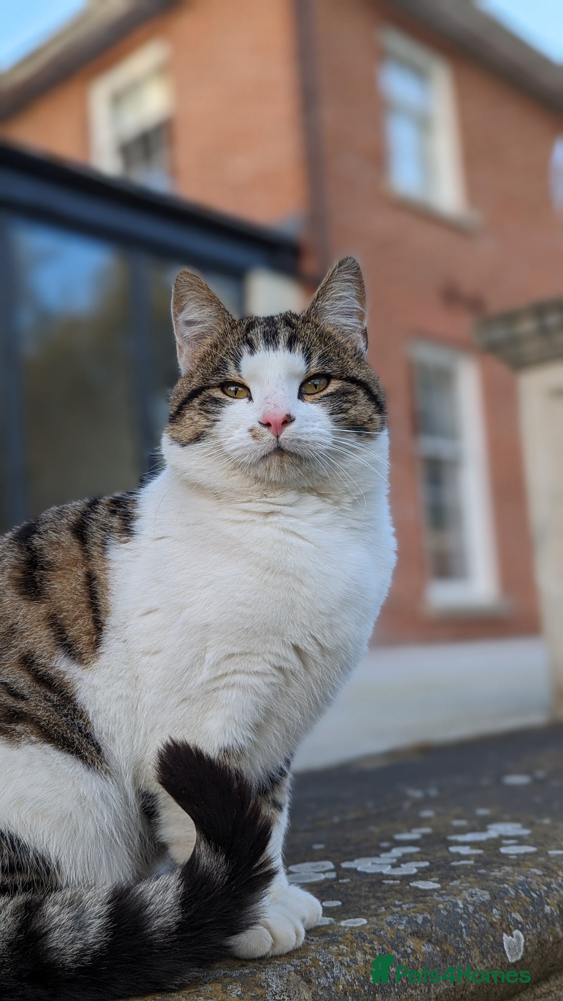 British Shorthair cats Male 3year old Cat  - Advert 2