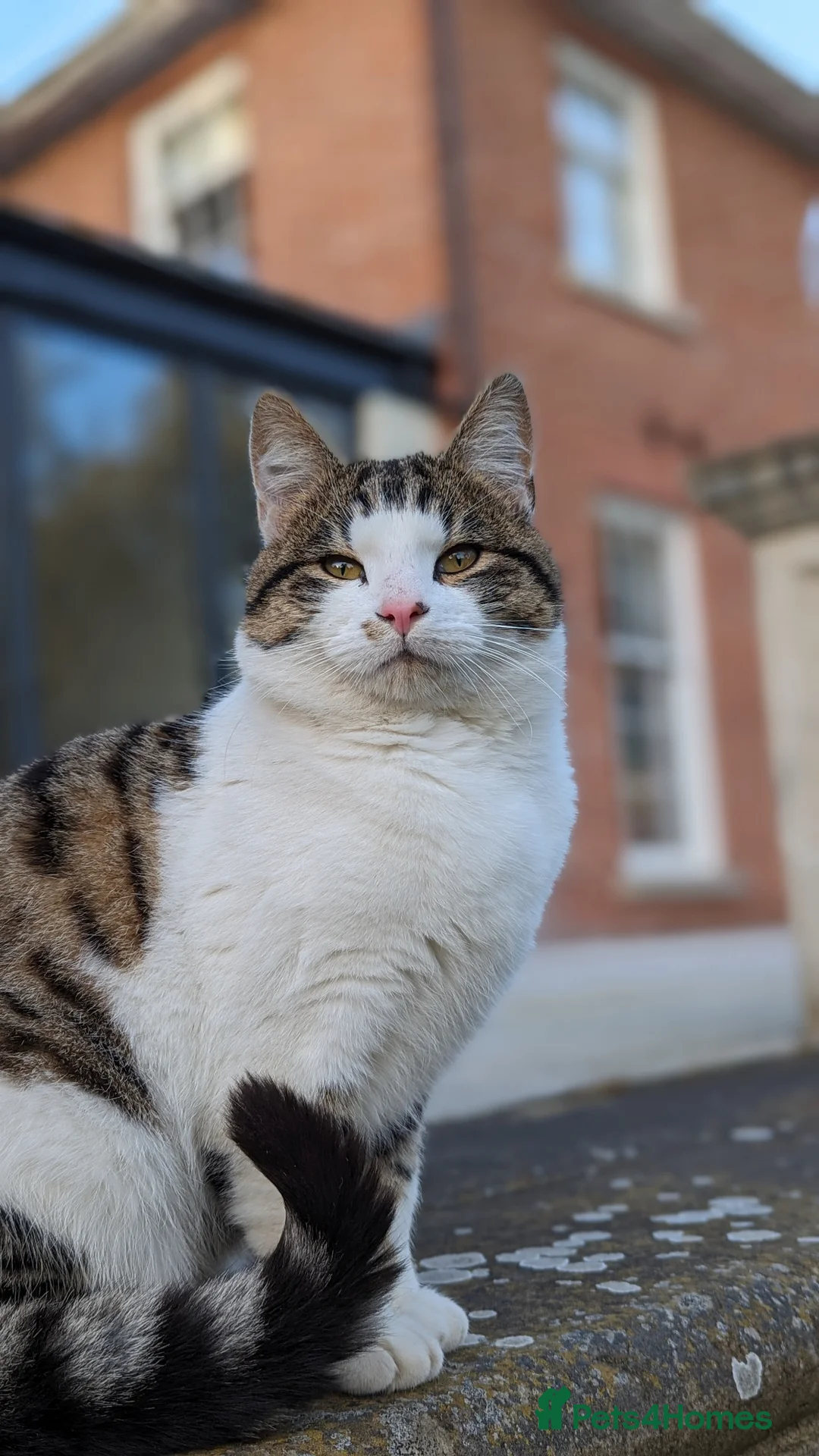 British Shorthair cats for sale: Male 3year old Cat  - Advert 1