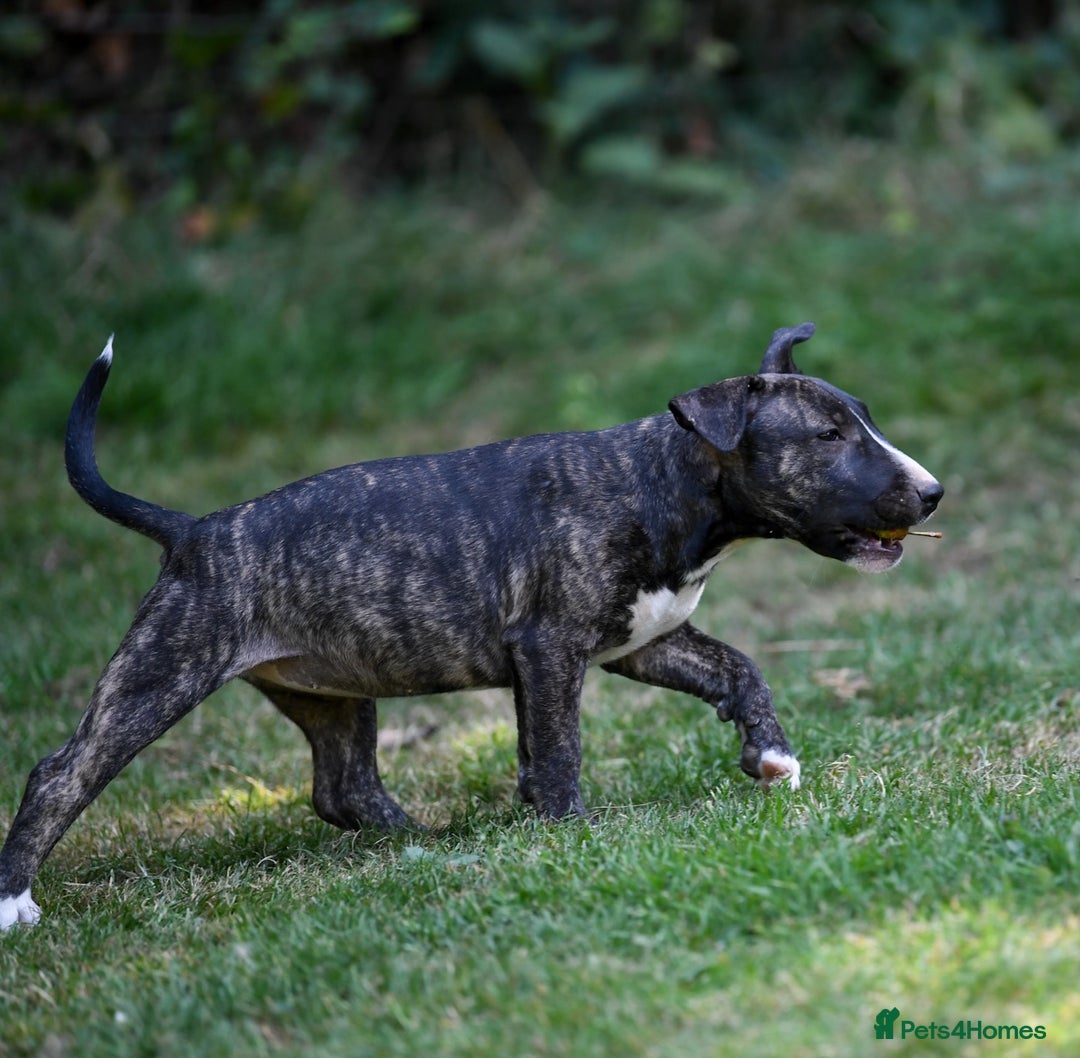 Mixed Breed dogs for sale: Wheatenbull Puppies English Bullterrier x Wheaten  in Egham - Image 21
