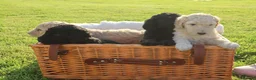 Standard Poodle dogs for sale: Standard Poodle Puppies  in Craigavon - Advert 16
