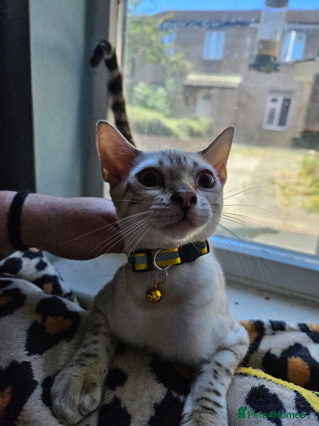 Bengal cats for sale: Snow bengal kittens for loving homes  - Image 20