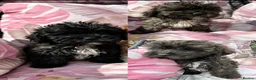 Shihpoo dogs for sale: 3 ShihPoo Boys  - Advert 1