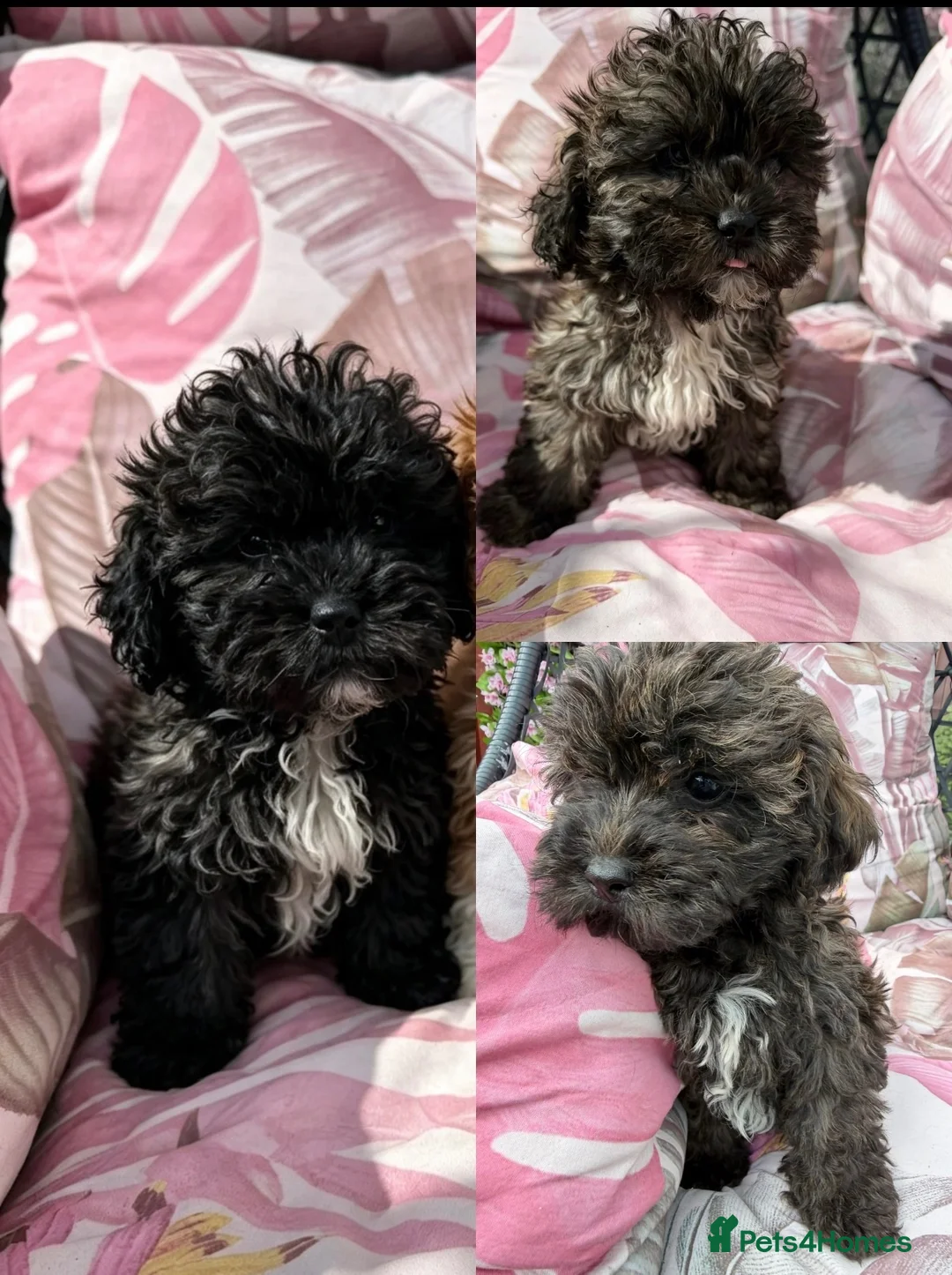 Shihpoo dogs for sale: 3 ShihPoo Boys  - Advert 1