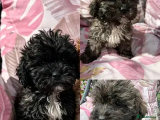 Shihpoo dogs 3 ShihPoo Boys - Advert 3