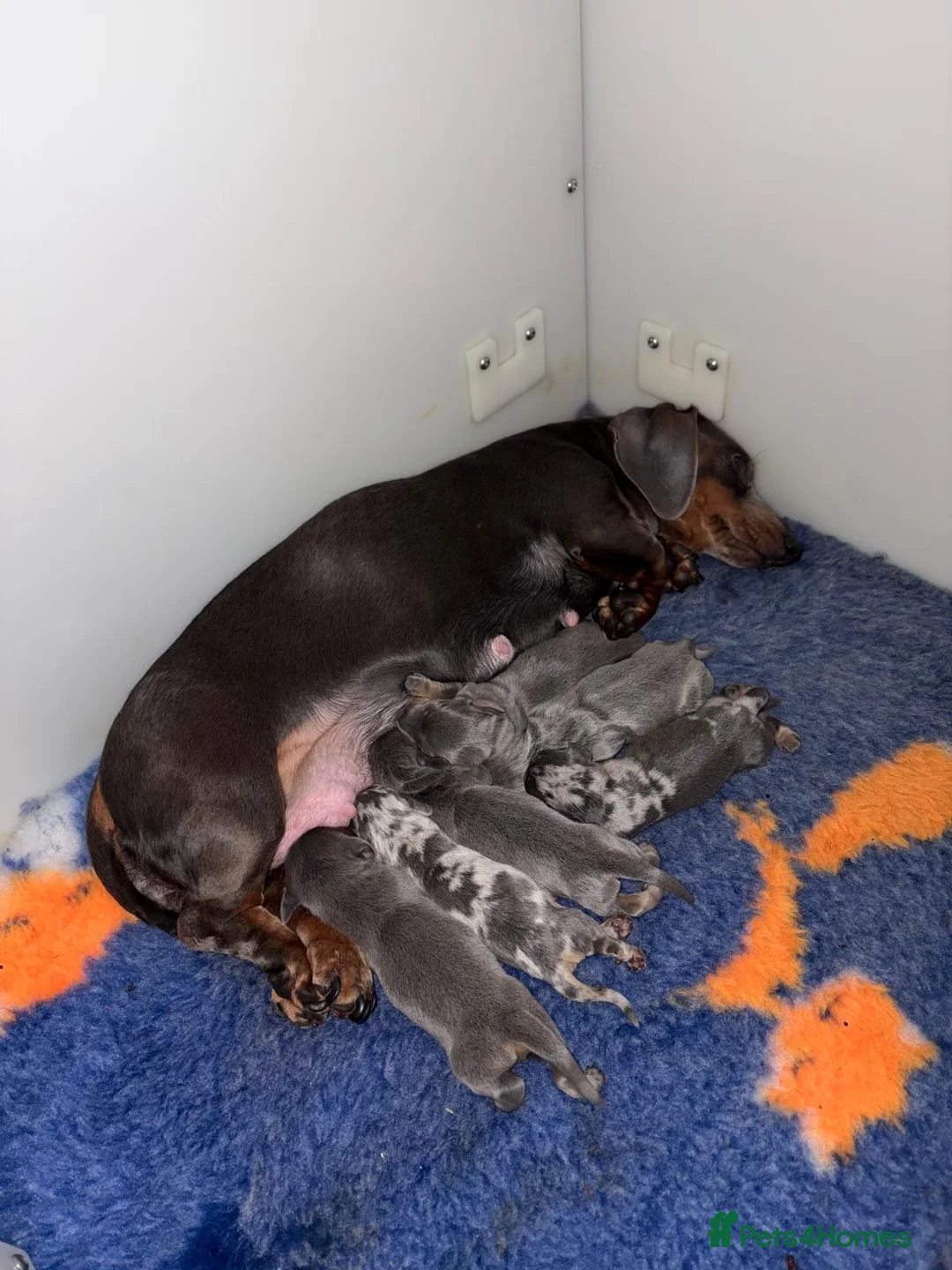 Miniature Dachshund dogs for sale: Stunning Dachshunds - Advert 1